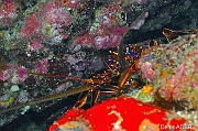 Panulirus echinatus Langouste brune-Cap-Vert-Pointe Flamengo-15m-20150410-Denis-ADER-DSC_0107_tn